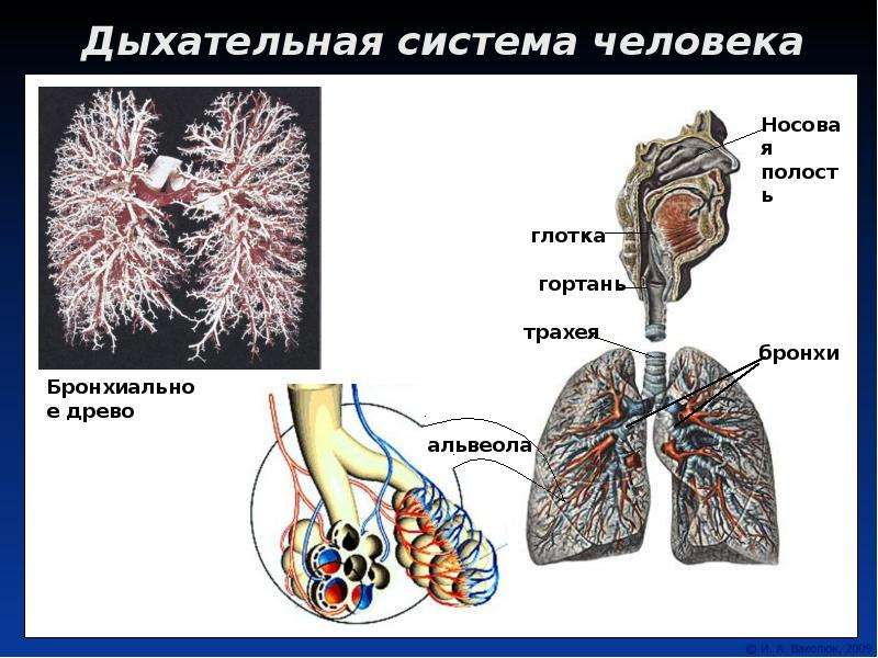 Носовая полость гортань трахея бронхи. Бронхиолы и бронхиальные трубочки. Дыхательная система бронхи. Физиология дыхательной системы человека. Дыхательная система альвеолы.