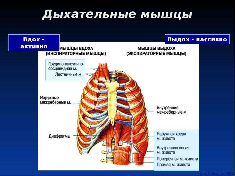 Межреберные мышцы и диафрагма