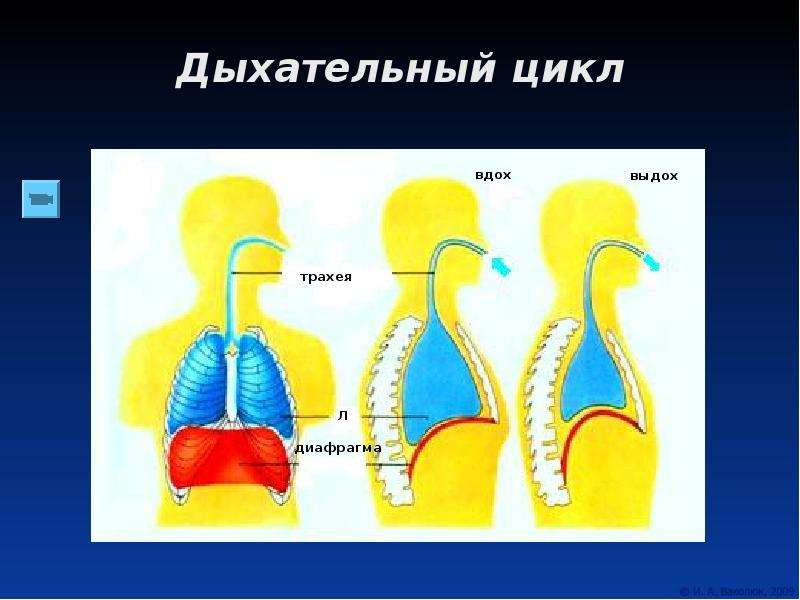 Дыхательный цикл схема