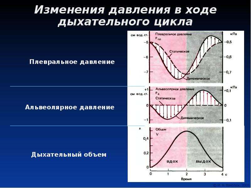 Изменения 7. Физиология вдоха Транспульмональное давление. Изменение плеврального давления в ходе дыхательного цикла. Альвеолярное изменение давления. Альвеолярное и плевральное давление.