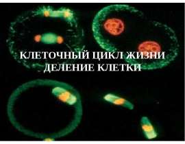 Клеточный цикл жизни, деление клетки