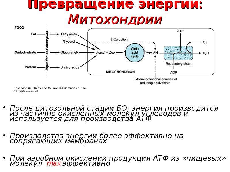 Функция митохондрий синтез