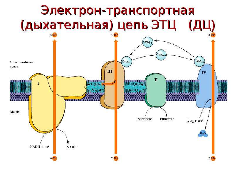 Электронно транспортная цепь схема