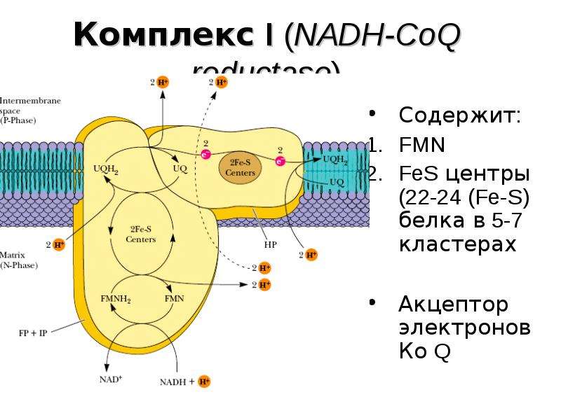 Complex first