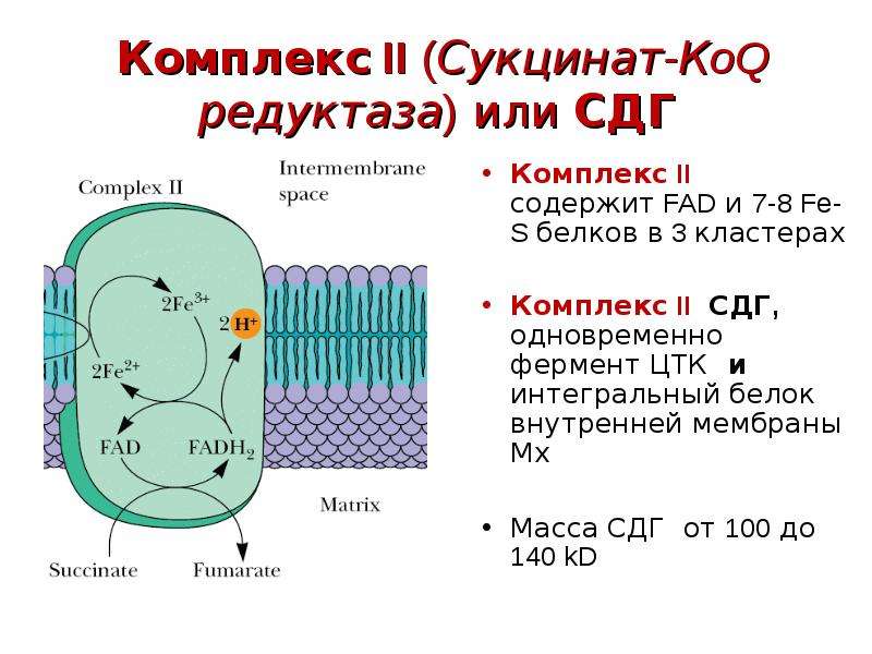 Каким номером на рисунке обозначен органоид который участвует в окислительном фосфорилировании