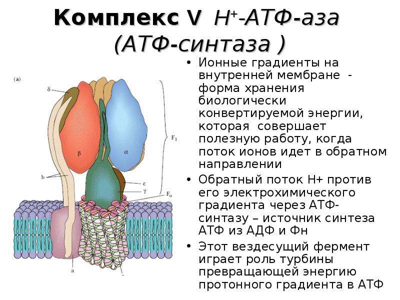 Мембрана форма