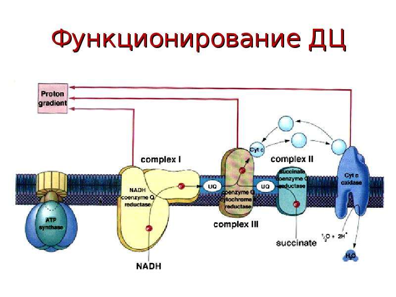 Схема тканевого дыхания