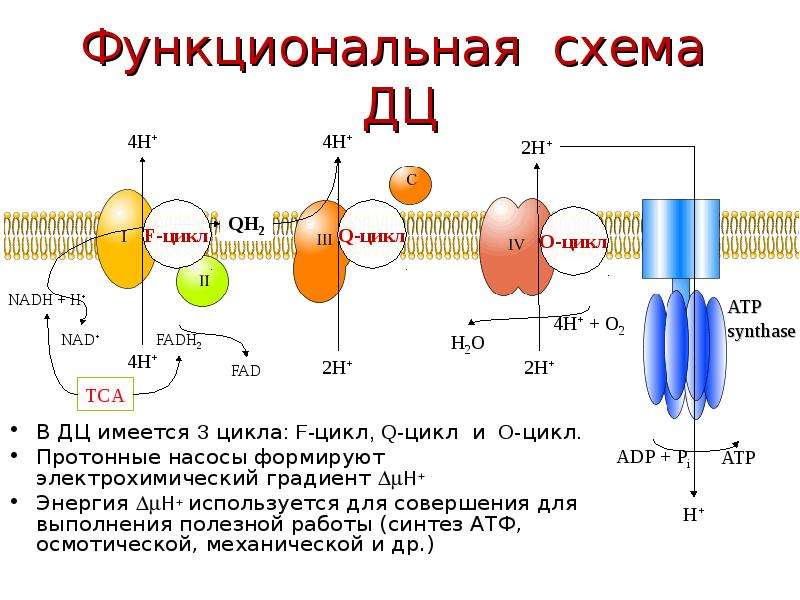 Окислительное фосфорилирование презентация