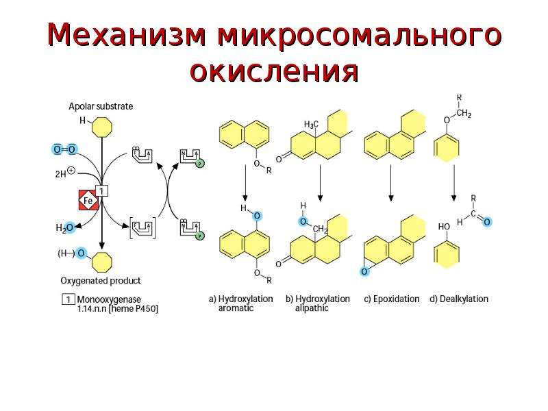 Микросомальное окисление схема