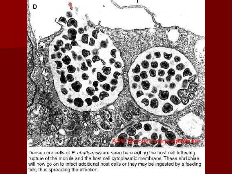 Элементарное тельце хламидий. Хламидии ретикулярные тельца. Элементарные тельца хламидий. Хламидии строение клетки. Хламидии микробиология.