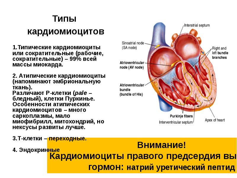 Клетки сердца. Функции кардиомиоцитов. Сердечная мышца сердца физиология. Переходные кардиомиоциты. Классификация кардиомиоцитов.