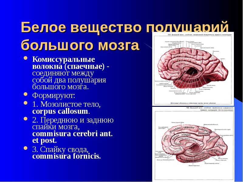 Конечный мозг презентация