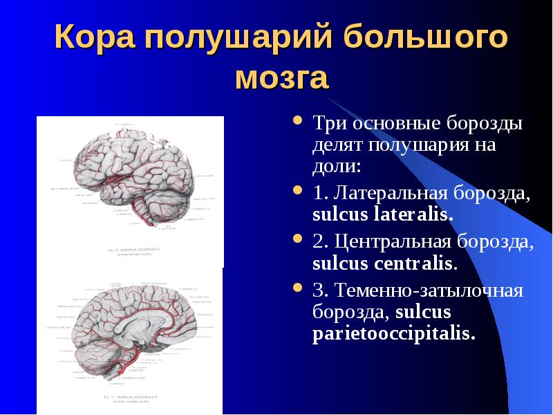 Конечный мозг презентация