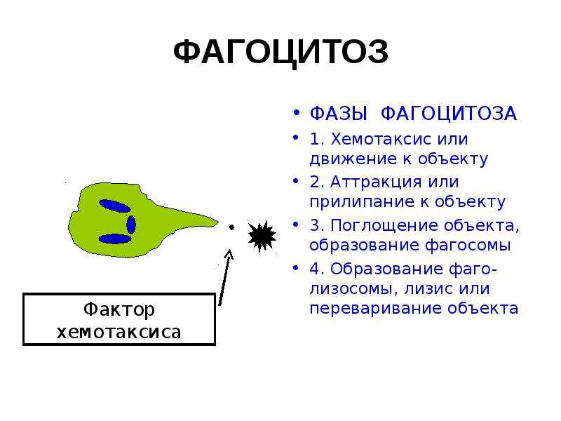 Факторы хемотаксиса. Фаза хемотаксиса фагоцитоза. Фаза аттракции фагоцитоз. Хемотаксис фагоцитоз. Поглощение объекта фагоцитом.