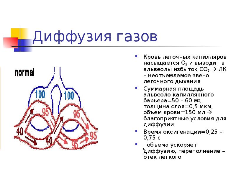 Легочные капилляры. Объем крови легочных капилляров. Место диффузии газов в дыхательной системе.