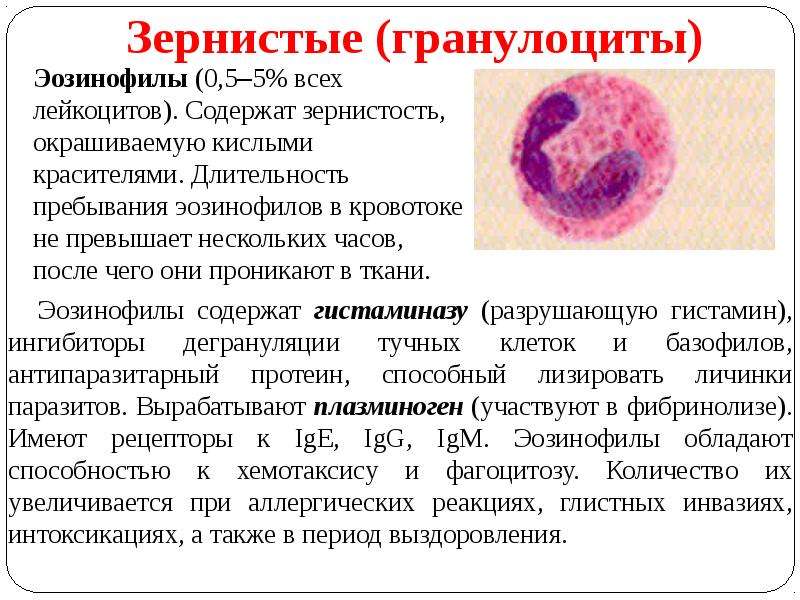 Гранулоциты это. Зернистые лейкоциты гранулоциты. Специфическая зернистость эозинофила. Физиология лейкоцитов базофилы. Специфическая зернистость гранулоцитов.