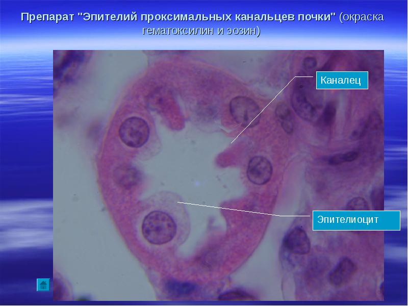 Эпителиоциты. Однослойный призматический эпителий почки окраска гематоксилином. Эпителий почечных канальцев гистология препарат. Эпителий проксимальных канальцев. Клетки целомического эпителия.