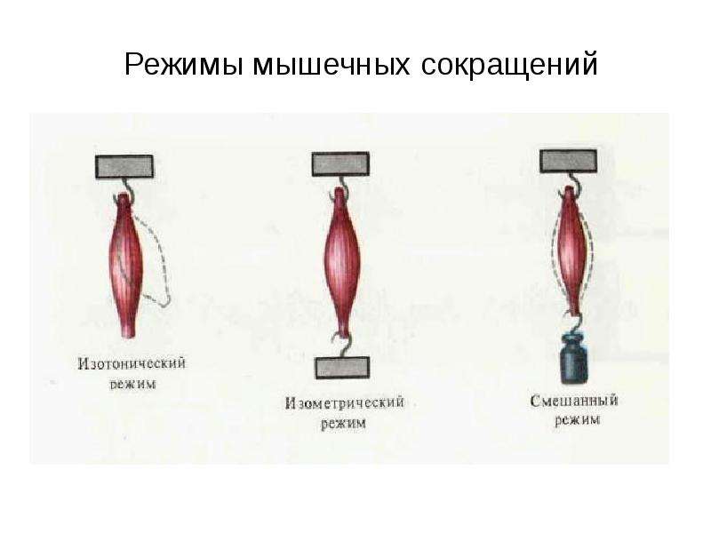 Режимы мышц. Изотонический Тип мышечного сокращения. Изотонический режим мышечного сокращения. Режимы сокращения мышц физиология. Изотонический режим сокращения мышц это.