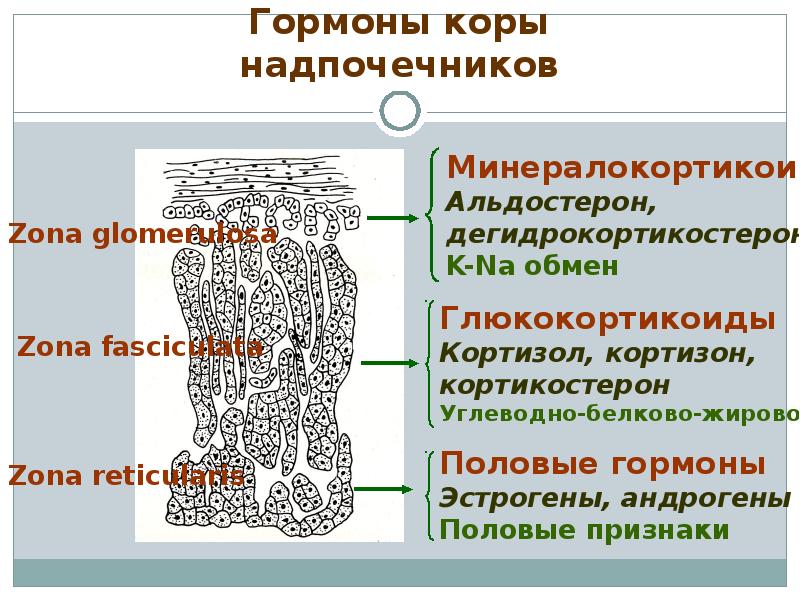 Сетчатая зона надпочечника вырабатывает