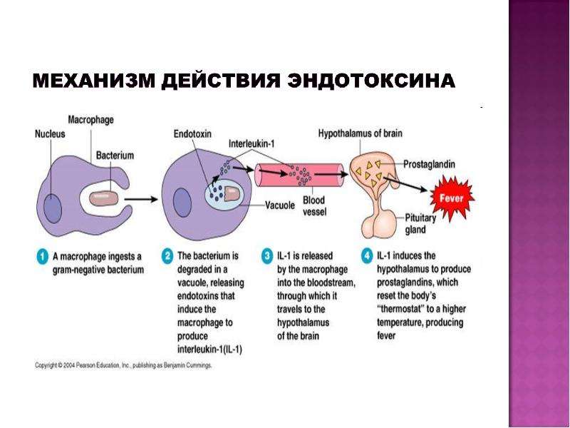 Экзо и эндотоксины презентация