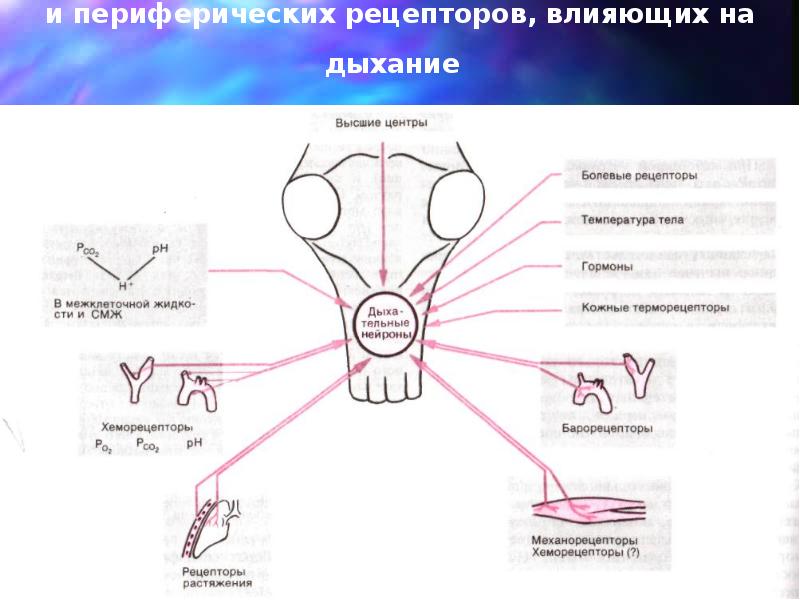 Патофизиология дыхания презентация