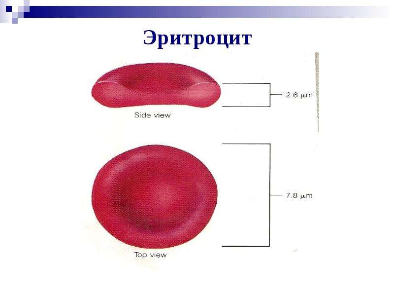 Физиология эритроцитов презентация