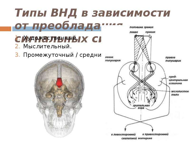 Высшая нервная деятельность презентация 9 класс