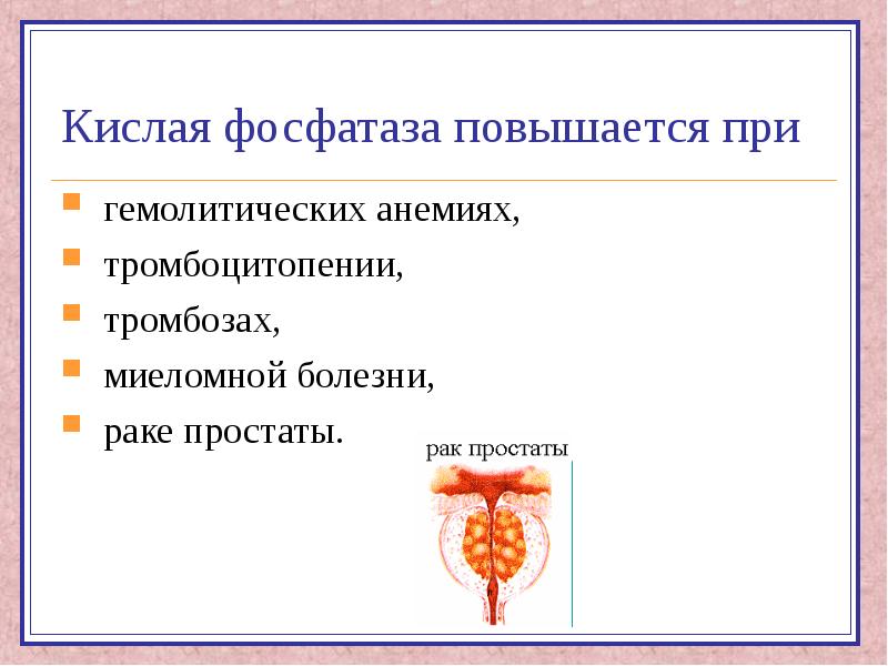 Активность кислой фосфатазы. Кислая фосфатаза повышается при. Кислая фосфатаза изоферменты. Активность кислой фосфатазы увеличивается.