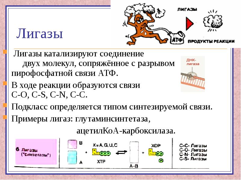 Лигазы это. Ферменты класса лигаз. Примеры лигаз ферментов. Лигазы примеры. Примеры ферментов класса лигаз.