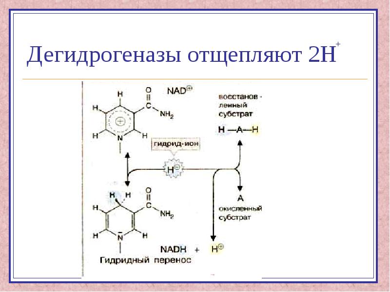 Над зависимые. Дегидрогеназа классификация ферментов. Дегидрогеназа класс ферментов. Дегидрогеназы, их классификация, строение.. Дегидрогеназы строение.