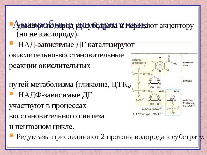 Над зависимые. Анаэробные дегидрогеназы строение. Над-зависимые дегидрогеназы. Над-зависимые дегидрогеназы биохимия. Над и НАДФ зависимые дегидрогеназы.