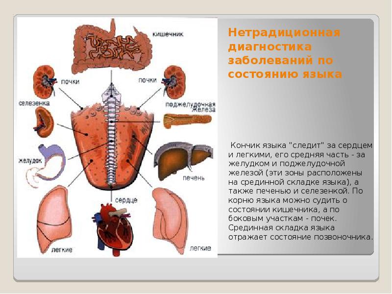 Желудок позвонки. Нетрадиционная диагностика болезней книги. Зачем нужен язык в пищеварении.