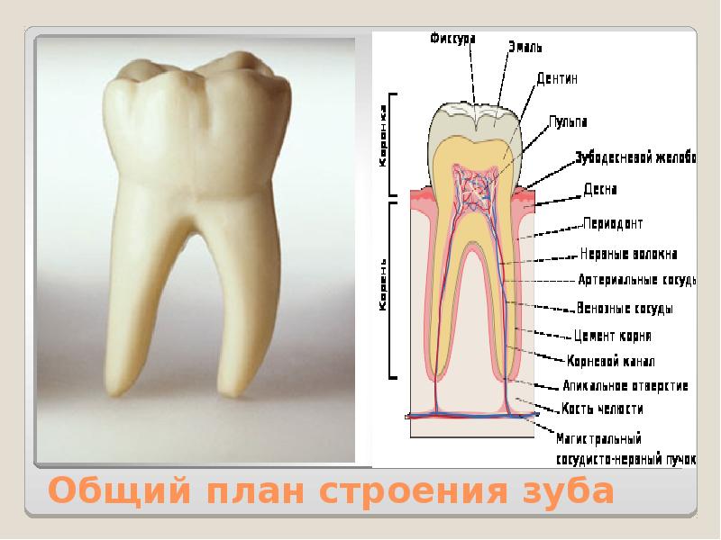 Строение зуба огэ биология. Общий план строения зуба. Строение зуба. Строение зуба животных. Строение зуба без подписей.