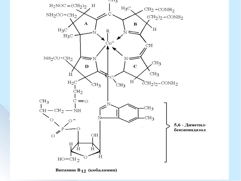 Коферментная функция витаминов группы в схема