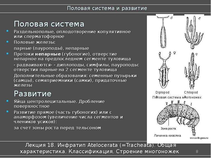 Полова система. Эволюция половой системы беспозвоночных. Внутреннее строение многоножек. Половая система развитие. Эволюция половых желез.