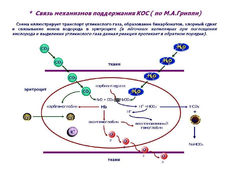 Механизмы поддержания. Кос патофизиология. Задачи кос патофизиология. Схема поддержания кос. Гриппи патофизиология.