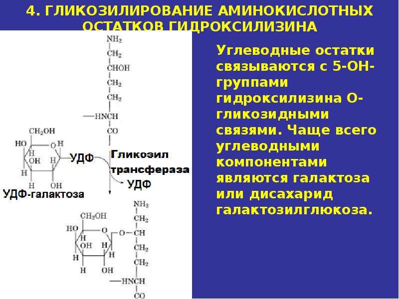 Биохимия соединительной ткани презентация