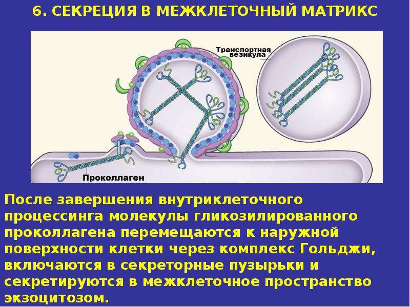 Биохимическое образование. Межклеточный Матрикс соединительной ткани биохимия. Образование проколлагена. Пейнзеиалиновый сшивки между молекулами проколлагена.