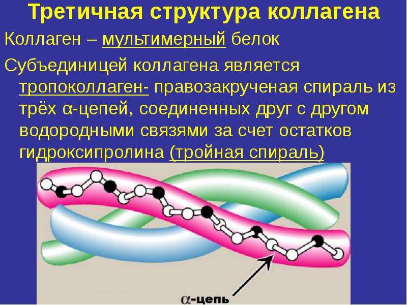 Коллаген проект по биологии