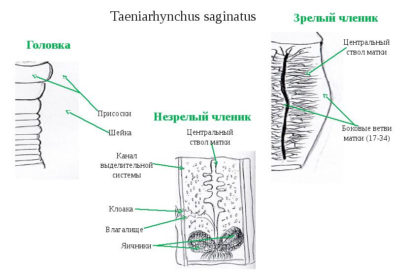 Рассмотрите рисунки 1 3 на которых изображены головка членник и общий вид паразитического червя