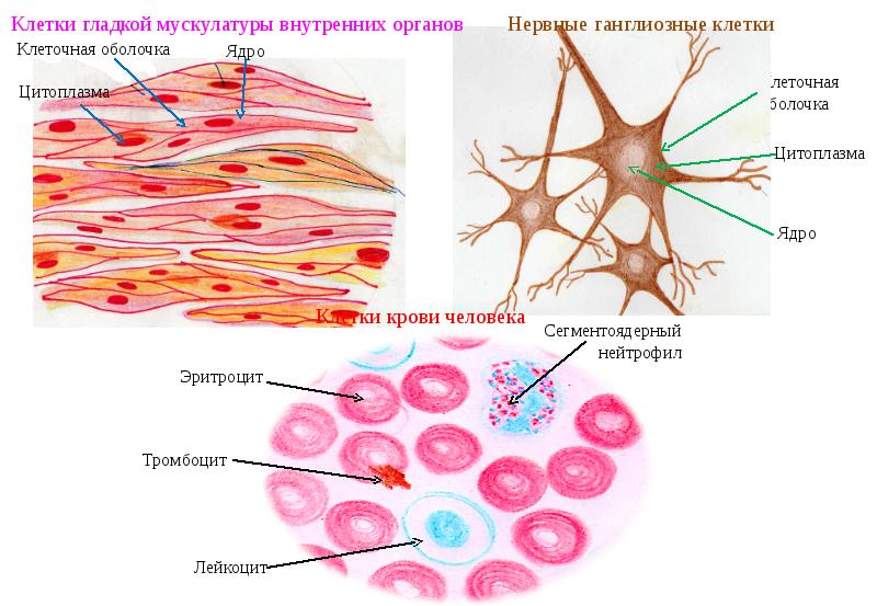 Внутренние клетки. Клетки гладкой мускулатуры внутренних органов. Клетки гладкой мускулатуры внутренних органов под микроскопом. Клетка гладкой клетки. Гистофагоцитарный клетки внутренних органов.