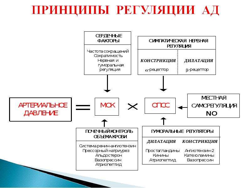 Схема регуляции артериального давления