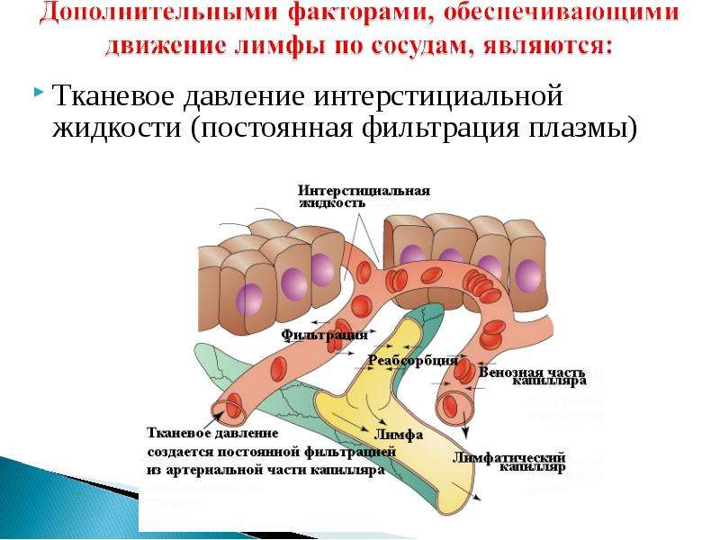 Плазма межклеточная жидкость