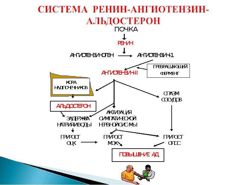 Опишите в виде схемы как происходит регуляция артериального давления ад при повышении ад