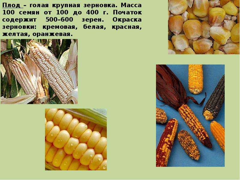 Семена кукурузы какую температуру. Плод кукурузы Зерновка. Кукуруза Свитстар. Восковидная кукуруза. Гибрид кукурузы п7043.