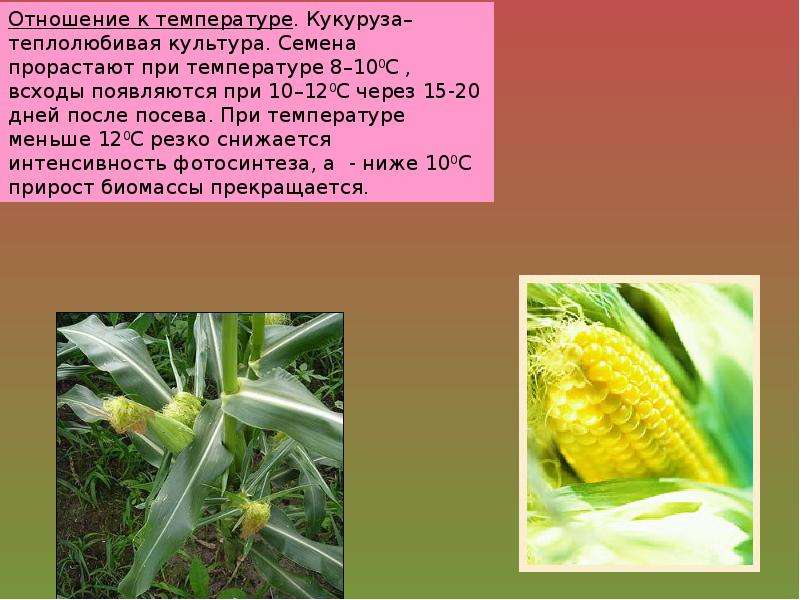 Семена кукурузы какую температуру. Условия возделывания кукурузы. Особенности выращивания кукурузы. Технология возделывания кукурузы. Характеристика кукурузы.