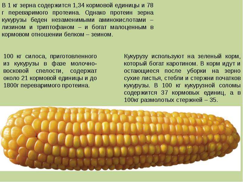 Презентация на тему кукуруза 6 класс