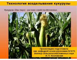 Технология возделывания кукурузы