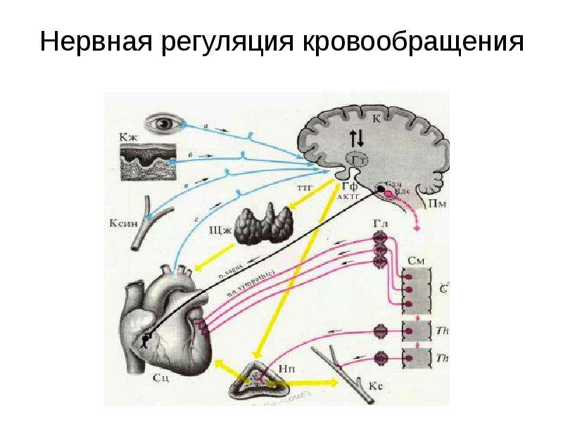 Регуляция тонуса