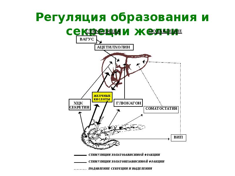 Схема условного рефлекса желудочной секреции